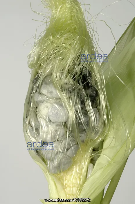 : Corncob with black smutted grain : Corncob with black smutted grain