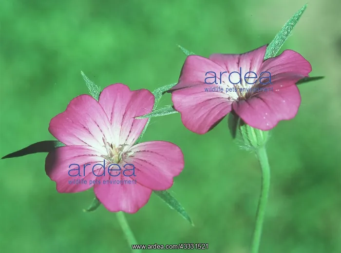 : CORNCOCKLE - flowers in close-up : CORNCOCKLE - flowers in close-up