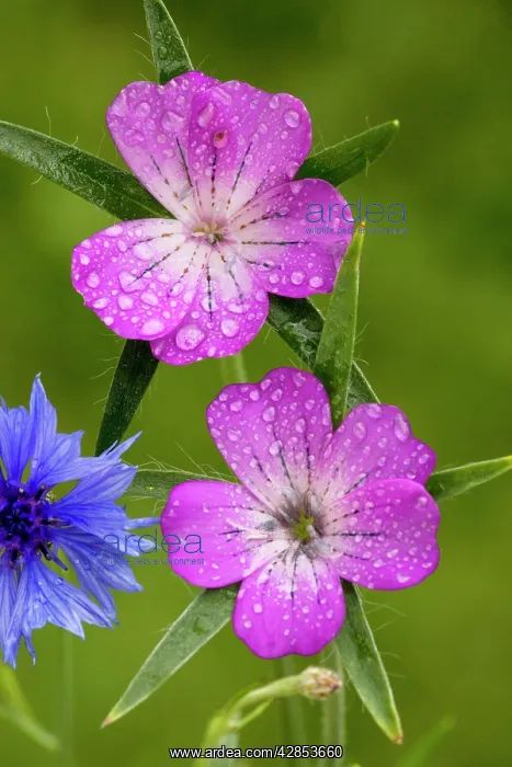 : Corncockle - with raindrops, very rare cornfield weed in UK : Corncockle - with raindrops, very rare cornfield weed in UK