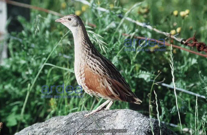 : CORNCRAKE : CORNCRAKE