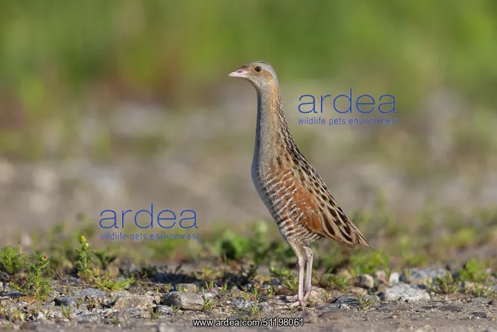 : Corncrake ~ adult male ~ Germany : Corncrake ~ adult male ~ Germany