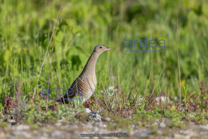: Corncrake ~ adult male ~ Germany : Corncrake ~ adult male ~ Germany