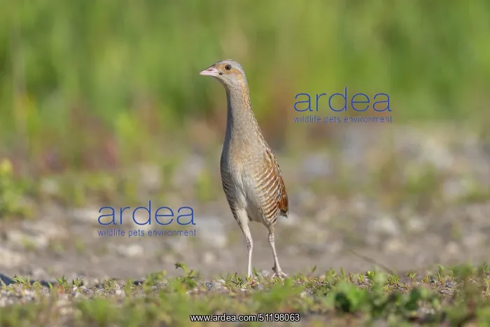 : Corncrake ~ adult male ~ Germany : Corncrake ~ adult male ~ Germany