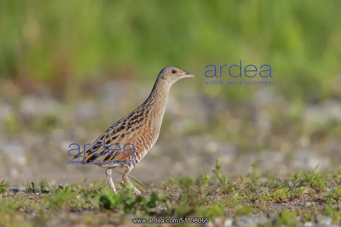 : Corncrake ~ adult male ~ Germany : Corncrake ~ adult male ~ Germany
