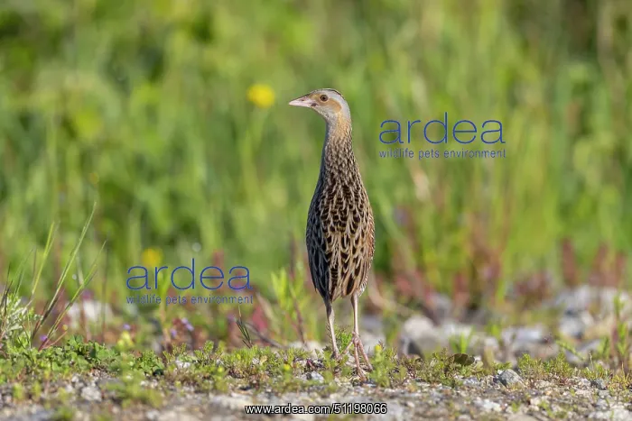 : Corncrake ~ adult male ~ Germany : Corncrake ~ adult male ~ Germany
