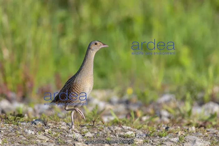 : Corncrake ~ adult male ~ Germany : Corncrake ~ adult male ~ Germany