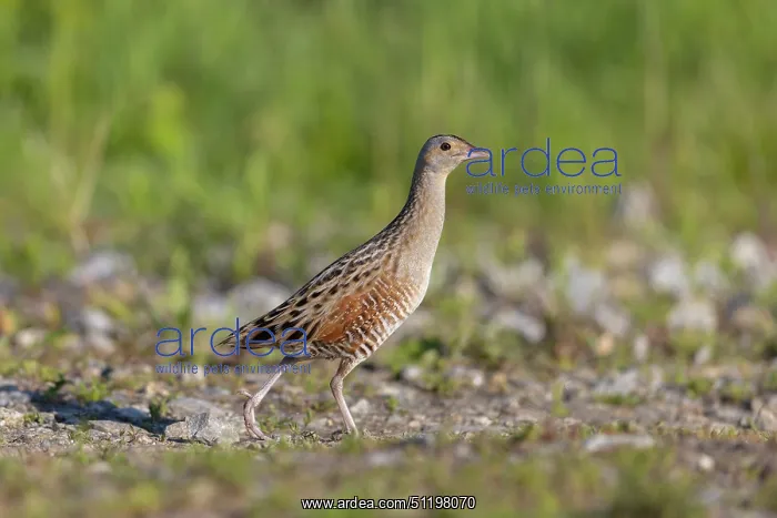 : Corncrake ~ adult male ~ Germany : Corncrake ~ adult male ~ Germany