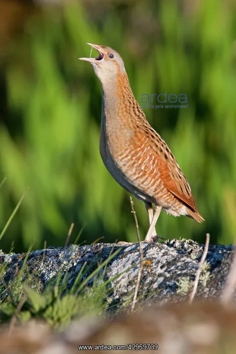 : Corncrake - adult male calling in the early morning : Corncrake - adult male calling in the early morning