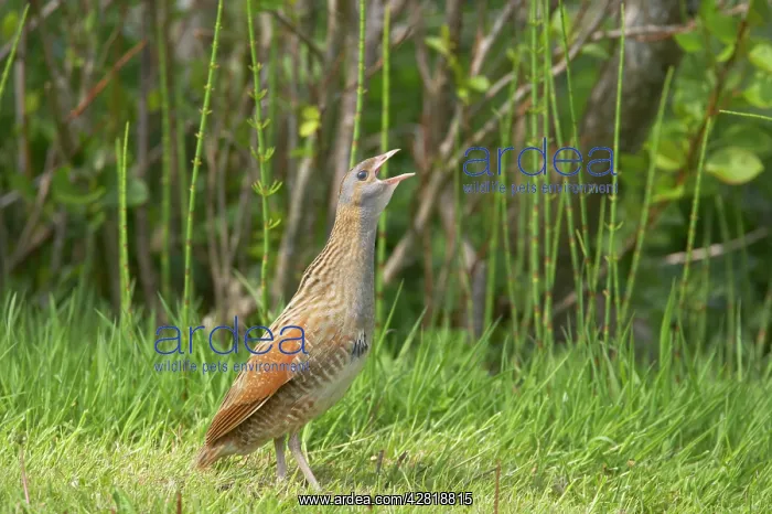 : Corncrake - Calling : Corncrake - Calling