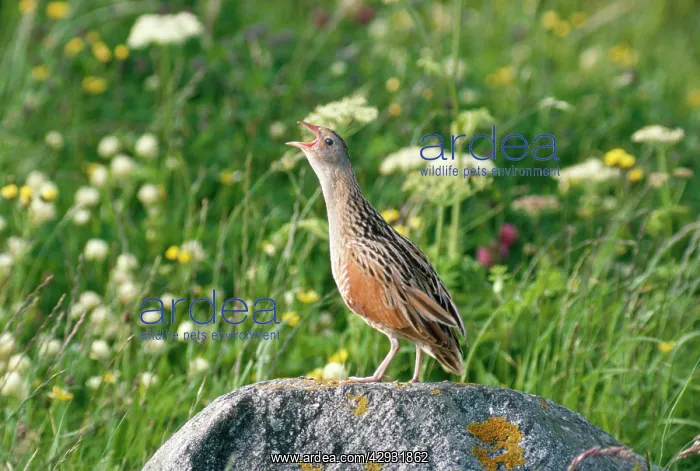 : Corncrake calling