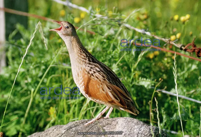  : CORNCRAKE - CALLING