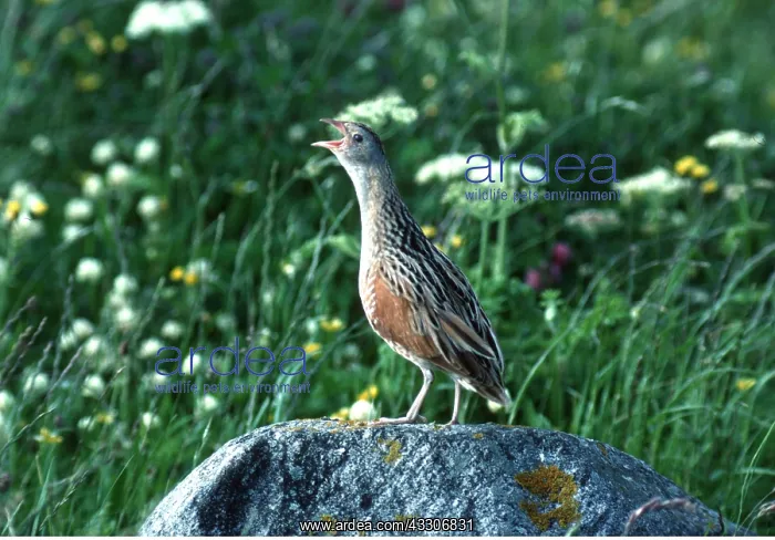 : CORNCRAKE - calling : CORNCRAKE - calling