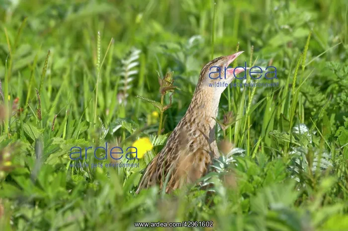 : Corncrake - calling - in the machair : Corncrake - calling - in the machair