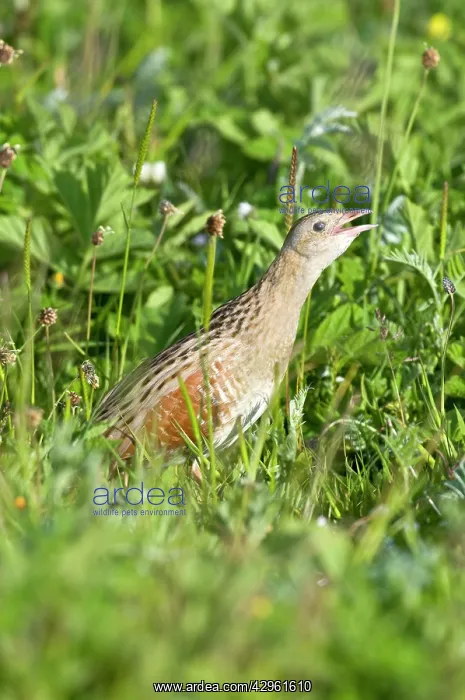 : Corncrake - calling - in the machair : Corncrake - calling - in the machair