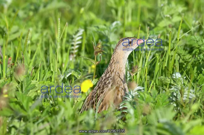 : Corncrake - head showing amongst thick vegetation : Corncrake - head showing amongst thick vegetation