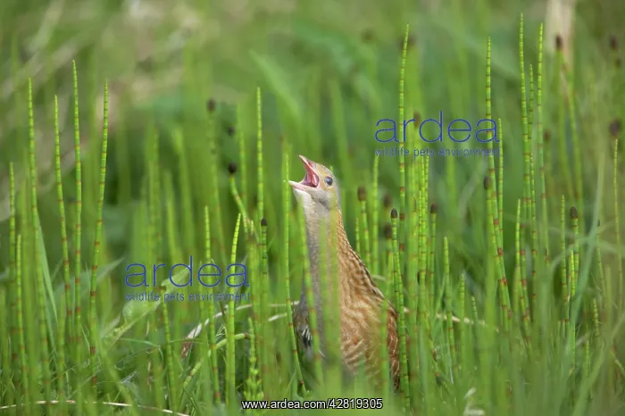 : Corncrake - Male calling : Corncrake - Male calling