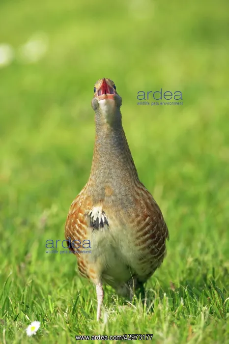 : Corncrake - Male calling : Corncrake - Male calling