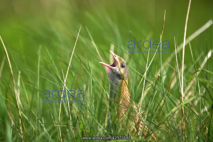 : Corncrake - Male calling : Corncrake - Male calling