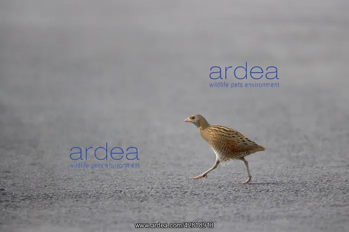  : Corncrake - Male crossing road