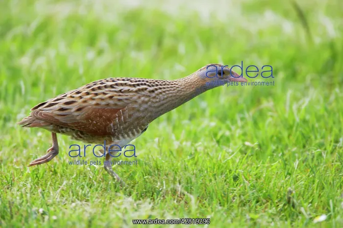: Corncrake - Moving across open ground : Corncrake - Moving across open ground