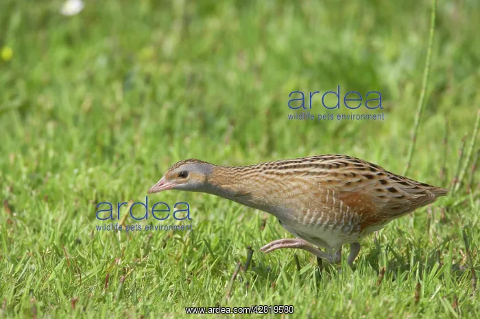 : Corncrake - Moving across open ground : Corncrake - Moving across open ground