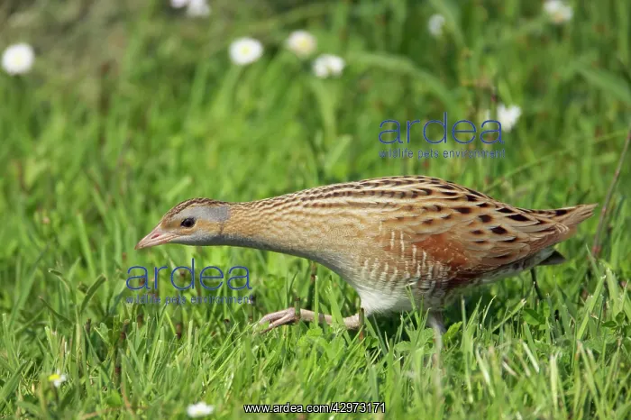 : Corncrake - Moving across open ground : Corncrake - Moving across open ground
