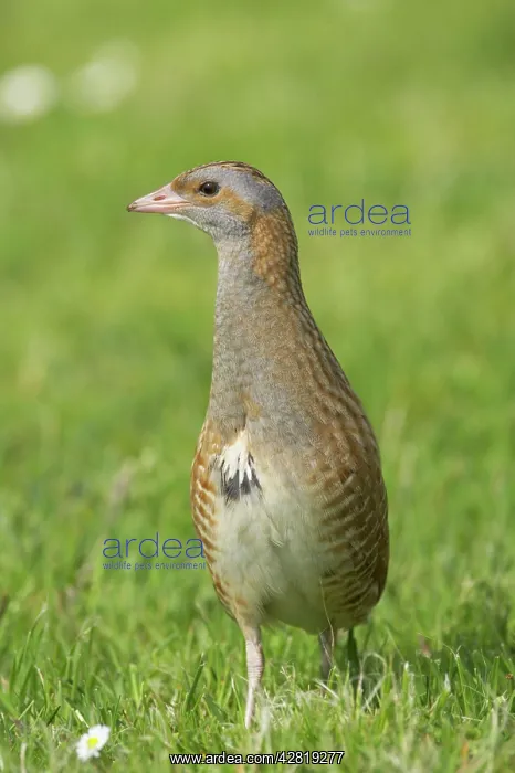 : Corncrake - On open ground : Corncrake - On open ground