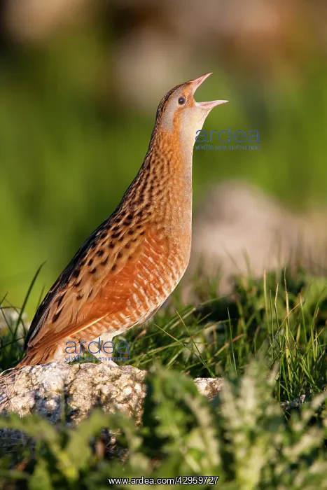 : Corncrake - Single adult male calling in the early morning : Corncrake - Single adult male calling in the early morning