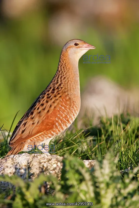 : Corncrake - Single adult male standing on rock : Corncrake - Single adult male standing on rock