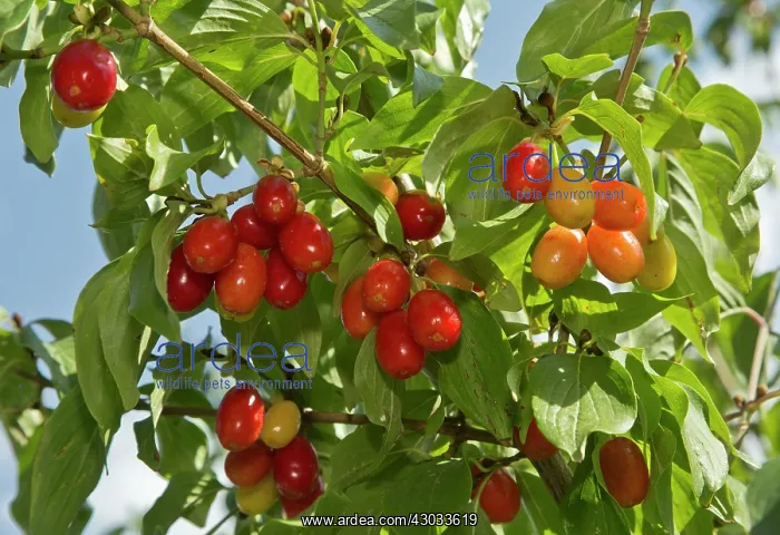 : Cornelian Cherries ripe & ready to pick Turkey : Cornelian Cherries ripe & ready to pick Turkey