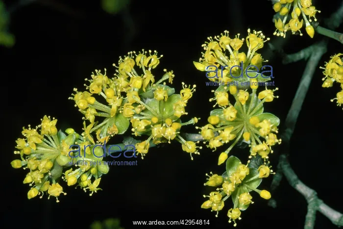  : Cornelian Cherry