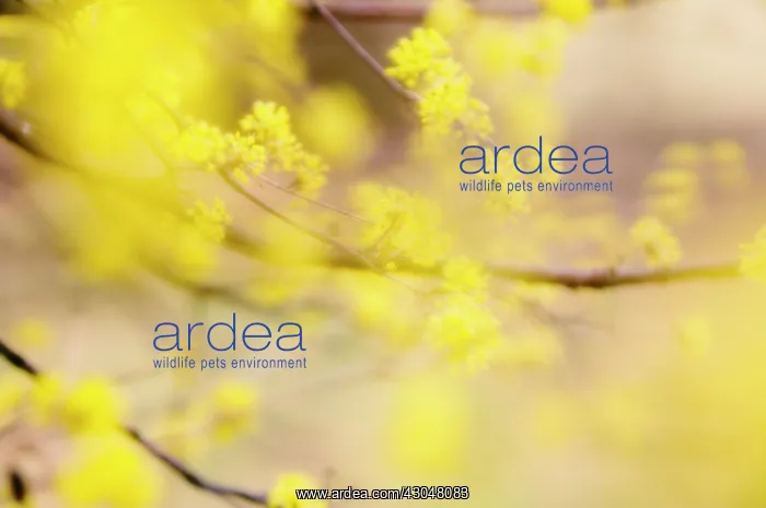 : Corneliancherrydogwood : Corneliancherrydogwood