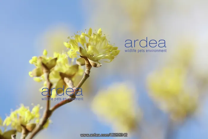 : Corneliancherrydogwood : Corneliancherrydogwood
