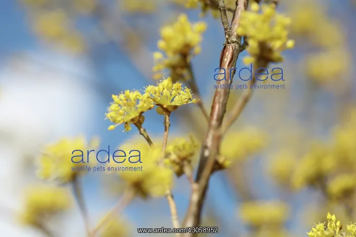 : Corneliancherrydogwood : Corneliancherrydogwood