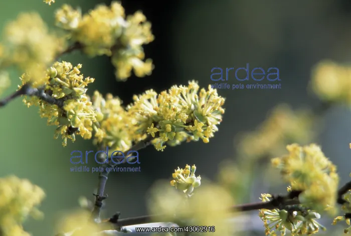 : Corneliancherrydogwood : Corneliancherrydogwood