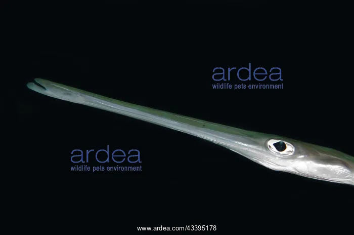 : Cornetfish : Cornetfish