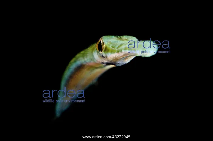 : Cornetfish - Night dive : Cornetfish - Night dive