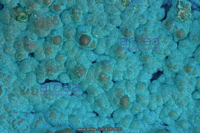: Cornetite Rare Copper Ore : Cornetite Rare Copper Ore