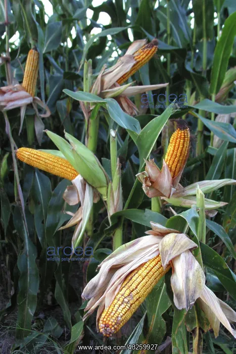 : Cornfield in Iowa : Cornfield in Iowa