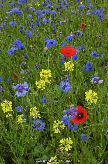 : Cornfield weeds - especially Cornflower and Poppies : Cornfield weeds - especially Cornflower and Poppies