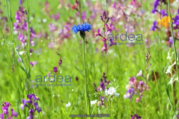 : Cornflower : Cornflower