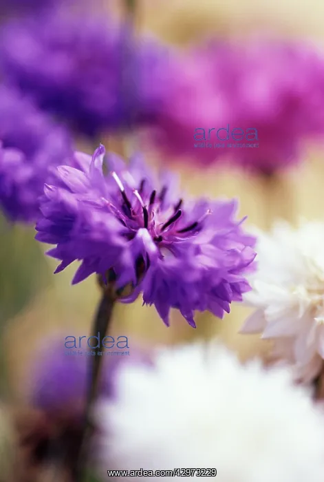 : Cornflower : Cornflower
