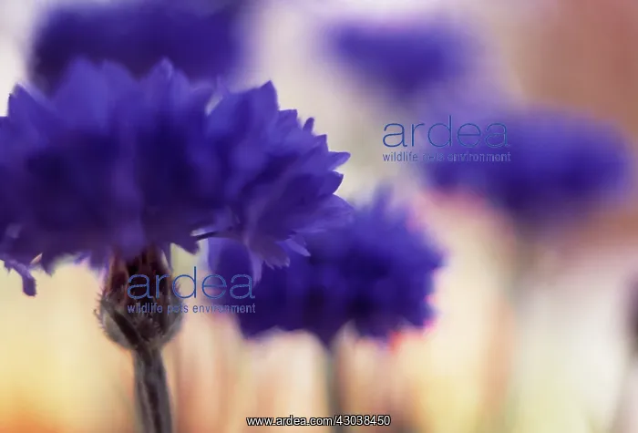 : Cornflower : Cornflower