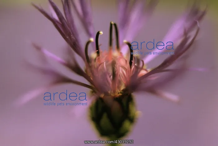 : Cornflower : Cornflower