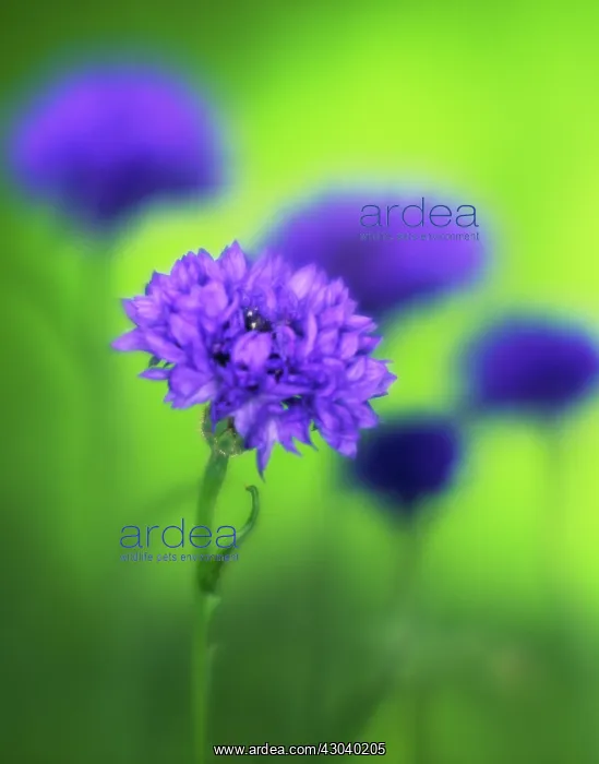 : Cornflower : Cornflower