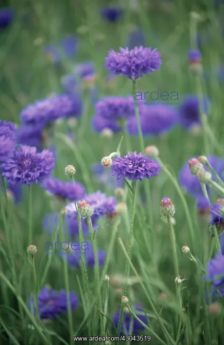: Cornflower : Cornflower