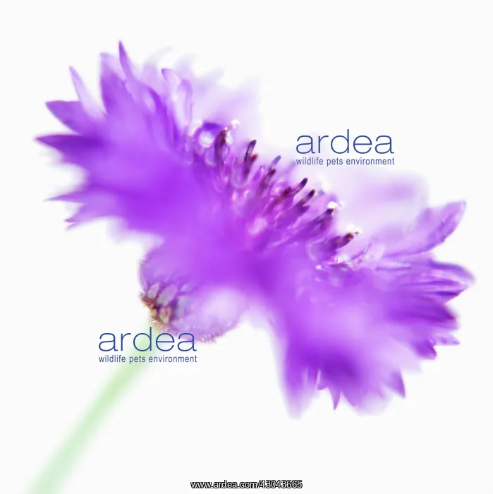 : Cornflower : Cornflower