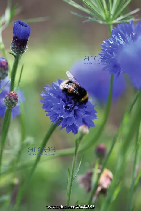 : Cornflower : Cornflower