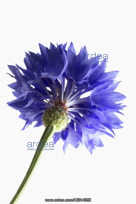 : Cornflower : Cornflower