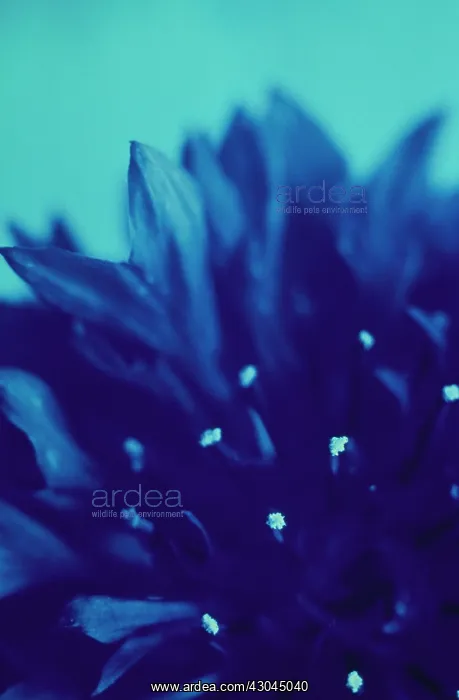 : Cornflower : Cornflower